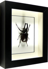 Charger l'image dans la galerie, Dynastes Xylotrupes gideon (coléoptère) / Cadre bois diverses finitions
