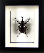 Charger l'image dans la galerie, Dynastes Xylotrupes gideon (coléoptère) / Cadre bois diverses finitions