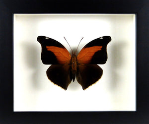 Papillon exotique Historis odius orion - Cadre noir