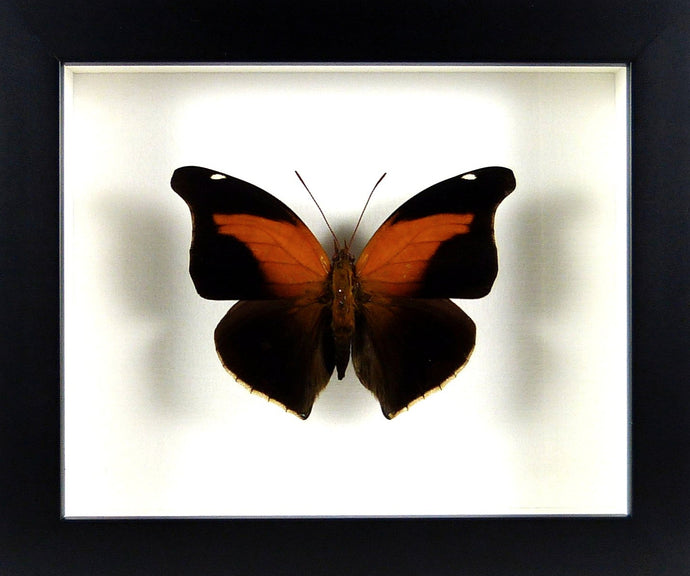 Papillon exotique Historis odius orion - Cadre noir