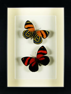 Papillons Callicore cynosura recto & verso / Cadre noir