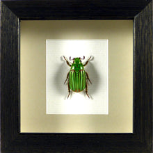 Charger l&#39;image dans la galerie, Coléoptère rayé Chrysina adelaida (Plusiotis) / Cadre noir