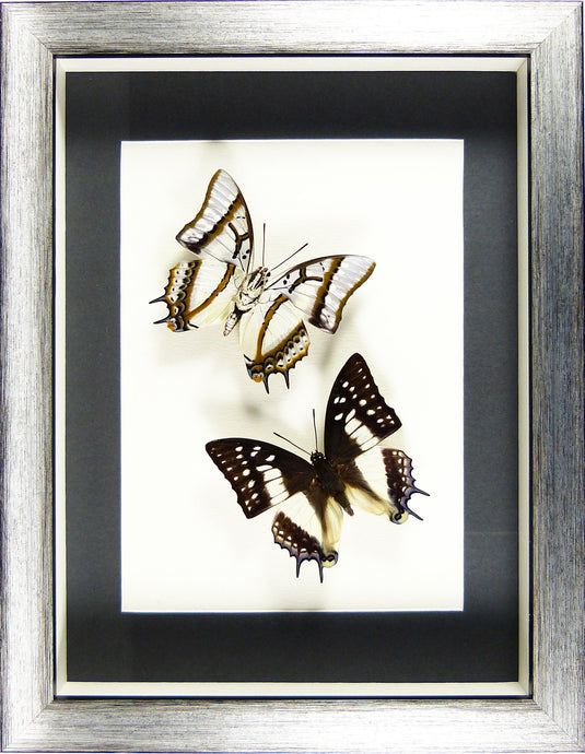 Papillons Polyura eudamippus recto & verso / Cadre noir et argent