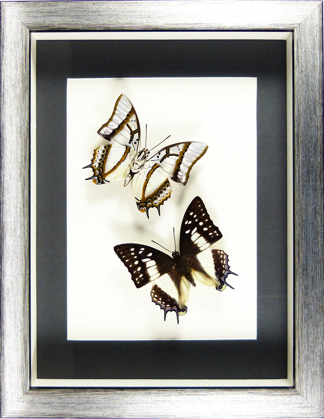 Papillons Polyura eudamippus recto & verso / Cadre noir et argent