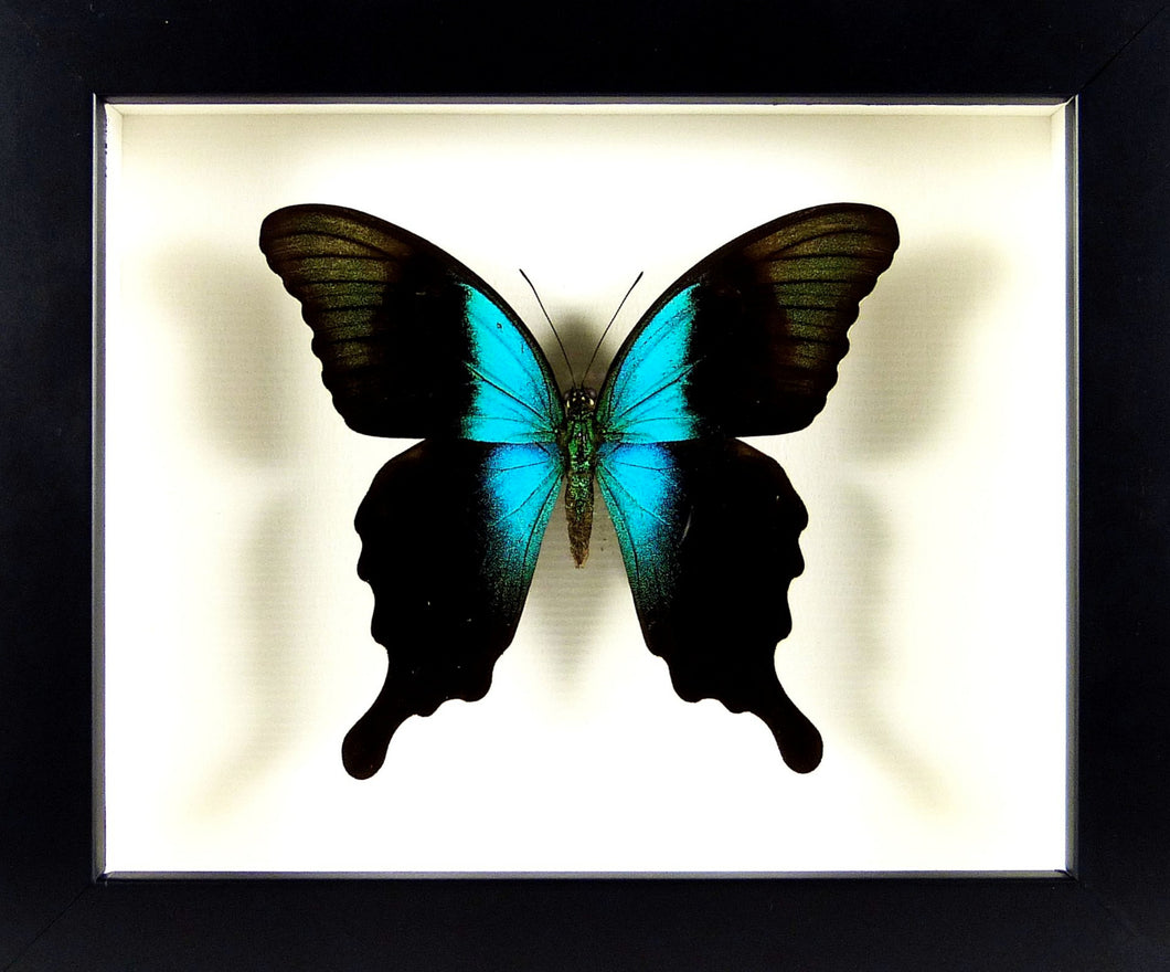 Papillon naturalisé et encadré Papilio peranthus