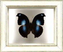 Charger l&#39;image dans la galerie, Papillon Napeocles jucunda entre 2 verres / Cadre blanchi