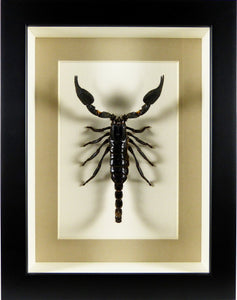 Scorpion géant Heterometrus cyaneus sous cadre vitré