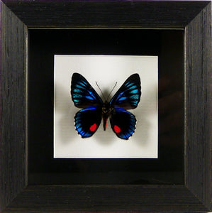 Papillon péruvien Necyria duellona / Cadre noir