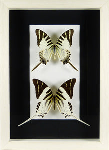 Papillons porte-queues Graphium d'Indonésie / Cadre bois blanchi