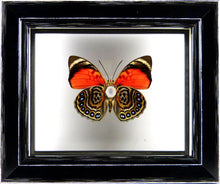 Charger l&#39;image dans la galerie, Papillon Agrias claudina entre 2 verres / Cadre noir à poser
