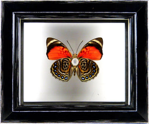Papillon Agrias claudina entre 2 verres / Cadre noir à poser