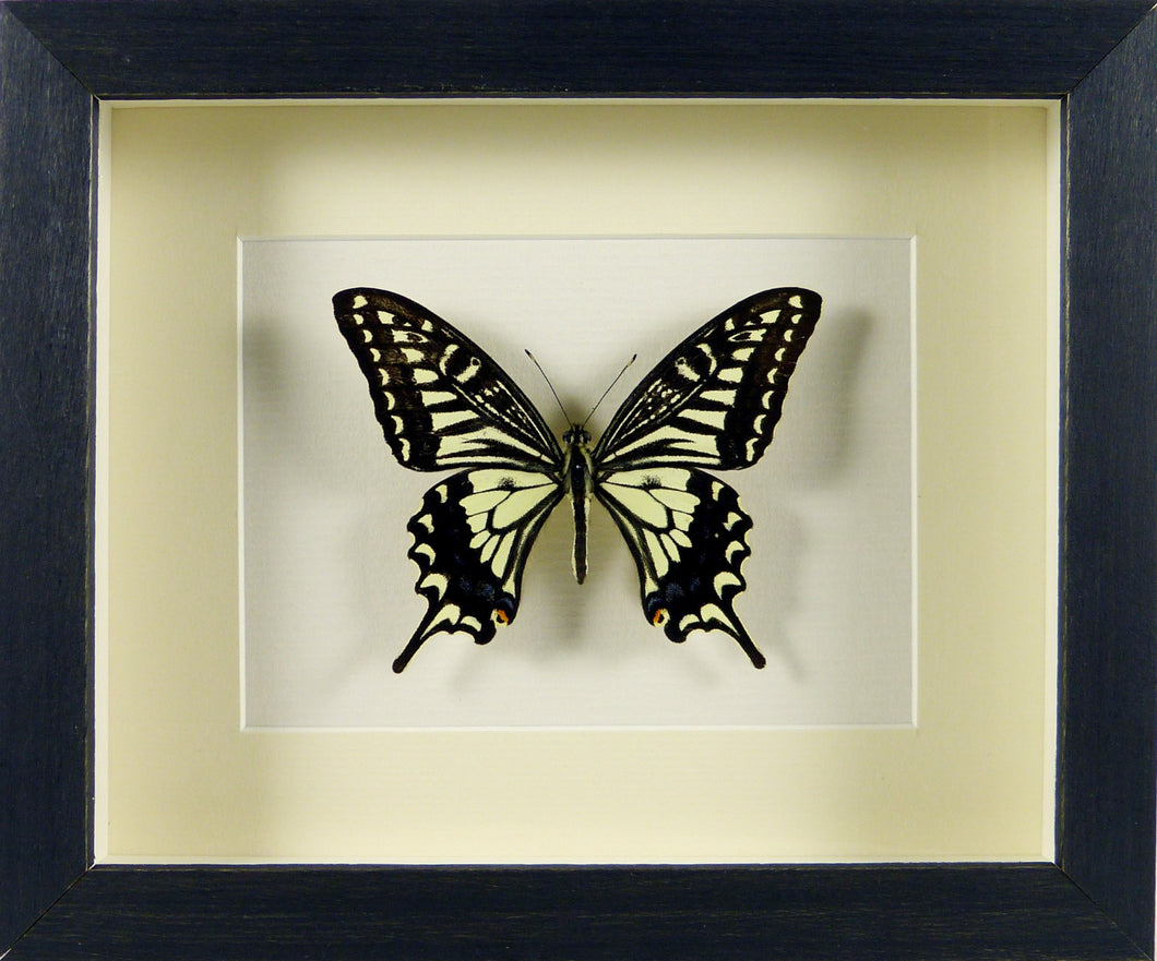 Papillon exotique Papilio xuthus / Cadre bois