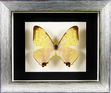 Charger l&#39;image dans la galerie, Papillon Morpho sulkowskyi / Cadre argent vieilli