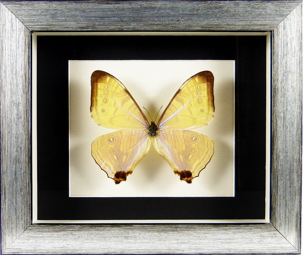Papillon Morpho sulkowskyi / Cadre argent vieilli