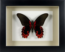 Charger l&#39;image dans la galerie, Papillon exotique Papilio rumanzovia / Cadre noir