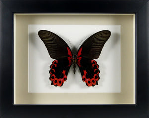 Papillon exotique Papilio rumanzovia / Cadre noir