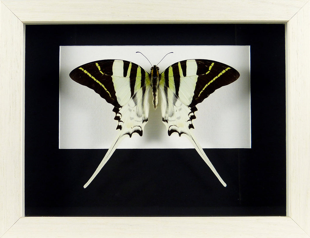 Papillon porte-queues Graphium androcles / Cadre blanchi