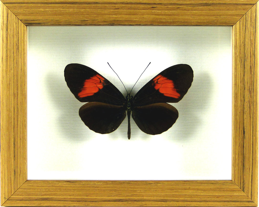Papillon exotique Heliconius melpomene / Cadre teck