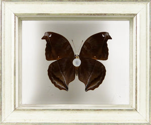 Papillon Napeocles jucunda entre 2 verres / Cadre blanchi