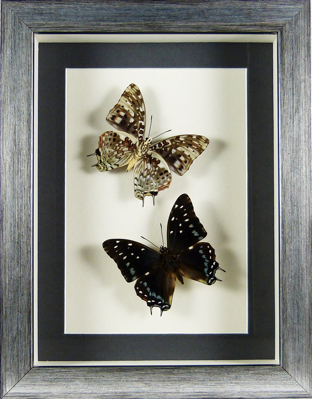 Papillons Charaxes etesipe recto & verso / Cadre argent