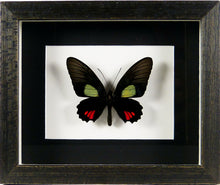 Charger l&#39;image dans la galerie, Papillon Parides erlaces / Cadre bois