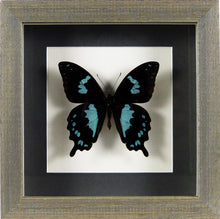 Charger l&#39;image dans la galerie, Papillon Papilio epiphorbas / Cadre diverses finitions