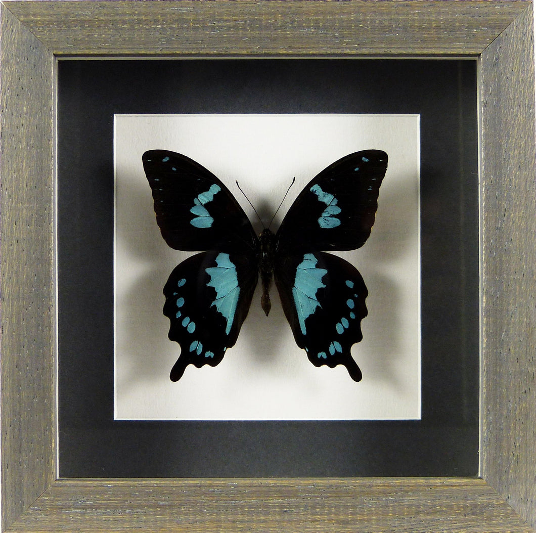 Papillon Papilio epiphorbas / Cadre diverses finitions
