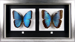 Couple de papillons Morpho peleides / Cadre plusieurs finitions