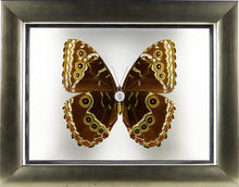 Charger l&#39;image dans la galerie, Papillon Morpho peleides entre 2 verres / Cadre étain