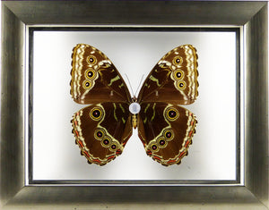 Papillon Morpho peleides entre 2 verres / Cadre étain