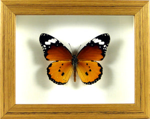 Papillon le petit monarque Danaus chrysippus / Cadre teck