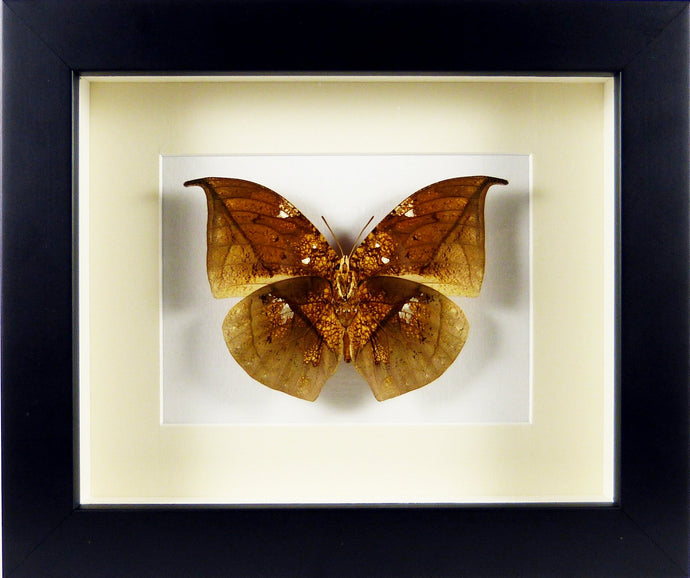 Papillon 