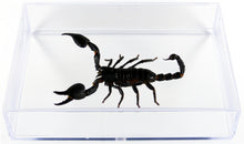 Charger l&#39;image dans la galerie, Scorpion Heterometrus cyaneus / Boite transparente