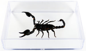 Scorpion Heterometrus cyaneus / Boite transparente