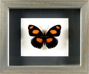 Papillon brésilien Catonephele numilia / Cadre gris