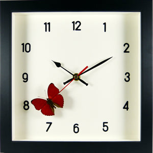 Horloge noire papillon Cymothoe sangaris