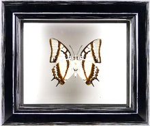 Charger l&#39;image dans la galerie, Papillon Polyura eudamippus entre 2 verres / Cadre noir