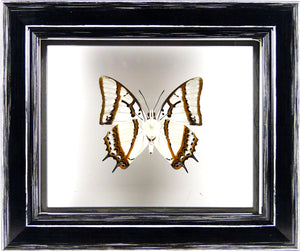Papillon Polyura eudamippus entre 2 verres / Cadre noir