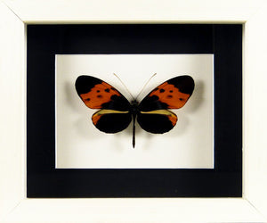 Papillon exotique Heliconius numata Cadre bois
