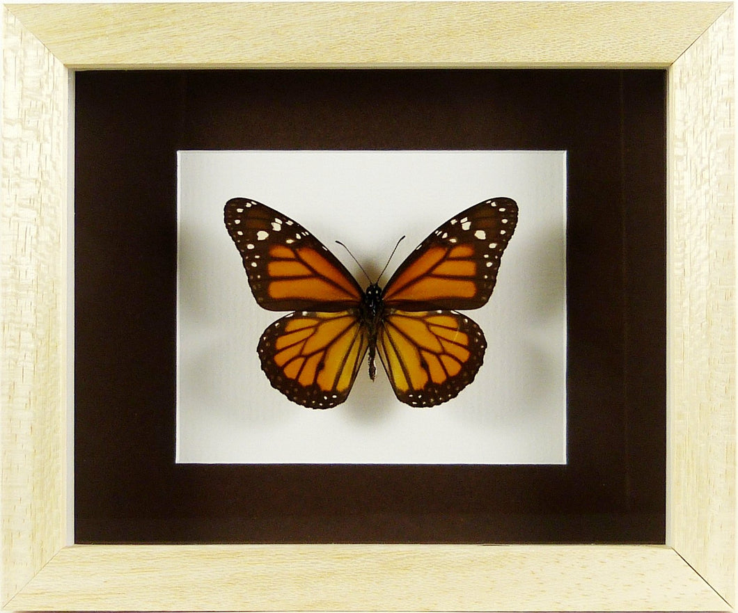 Papillon monarque Danaus plexippus / Cadre bois