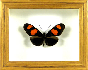Papillon exotique Heliconius erato / Cadre teck