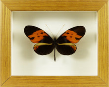 Charger l&#39;image dans la galerie, Papillon exotique Heliconius numata Cadre bois