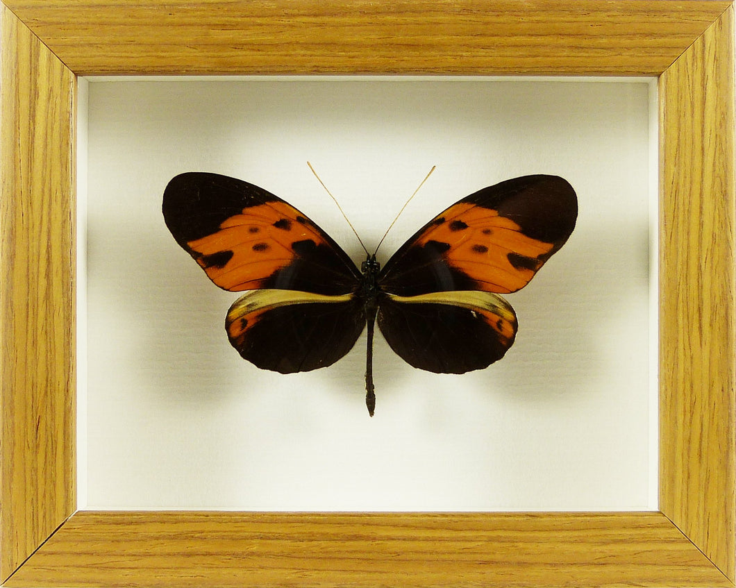 Papillon exotique Heliconius numata Cadre bois