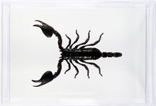 Charger l&#39;image dans la galerie, Scorpion Heterometrus cyaneus / Boite transparente