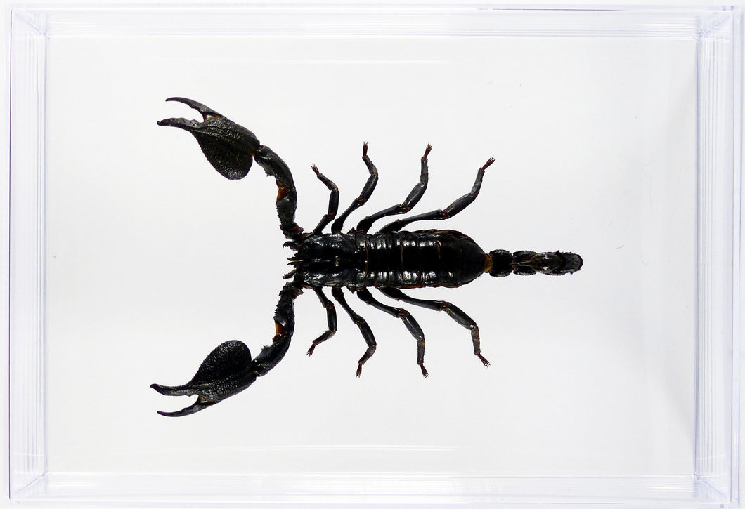 Scorpion Heterometrus cyaneus / Boite transparente
