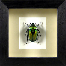 Charger l&#39;image dans la galerie, Cétoine Romborrhina resplendens (coléoptère) / Cadre noir