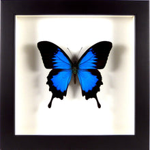 Charger l&#39;image dans la galerie, Papilio ulysses naturalisé et encadré