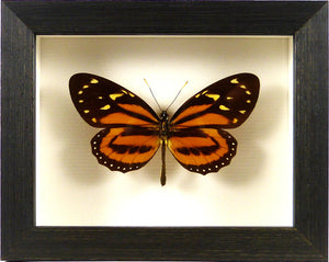 Papillon exotique Lycorea ceres / Cadre bois