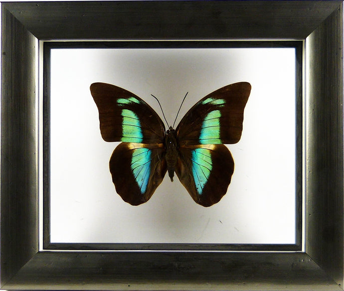 Papillon Prepona amphimachus entre 2 verres / Cadre étain