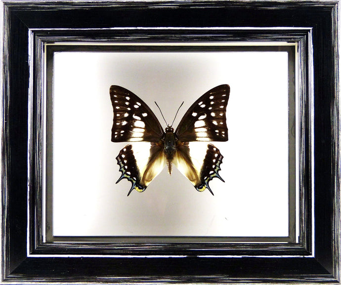 Papillon Polyura eudamippus entre 2 verres / Cadre noir